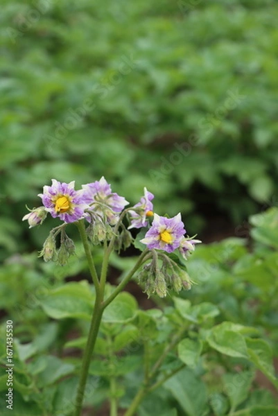 Fototapeta （縦位置）ジャガイモの花