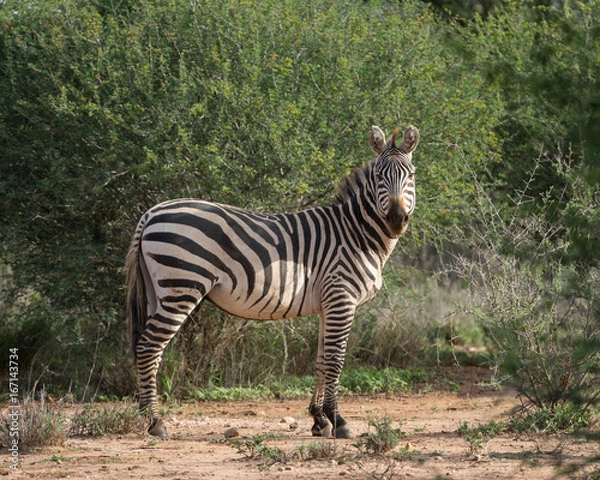 Obraz Curious African Zebra 