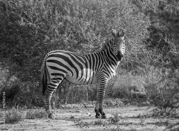 Obraz Curious Zebra Monotone