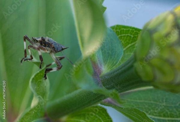 Obraz bug on a leaf