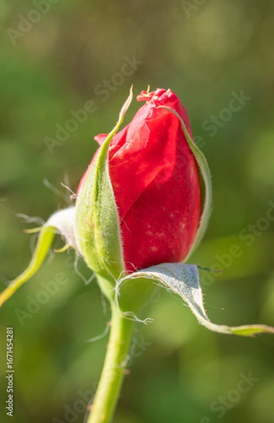 Obraz single red rose