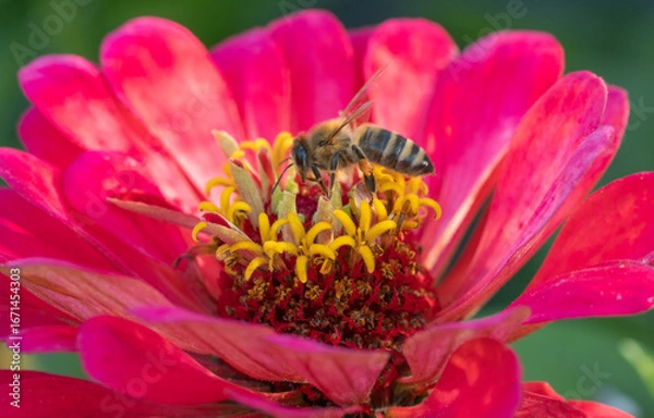 Obraz bee on a flower