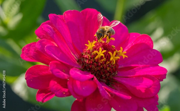 Obraz bee on a flower