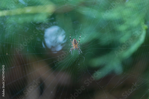 Obraz spider on the web