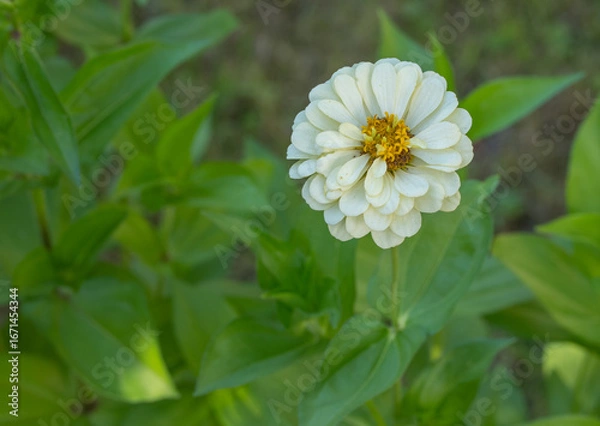 Obraz white daisy flower