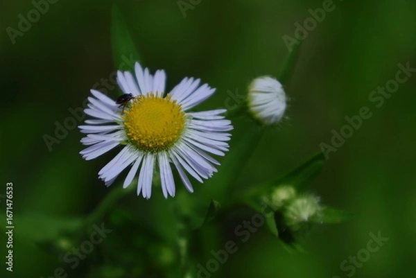 Obraz 道端に咲く