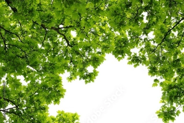 Fototapeta Lush foliage