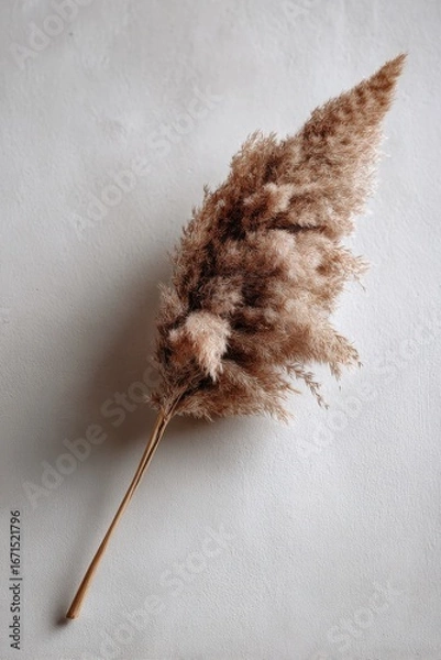 Obraz Soft Brown Pampas Grass Stem on Neutral Background