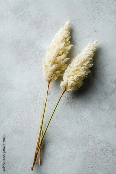 Obraz Elegant Creamy Pampas Grass on Textured Background