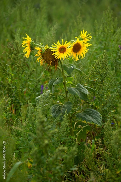 Obraz słonecznik rosnący na polu