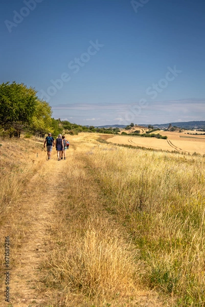 Obraz Hiking in the beautiful landscape along the sun-ripened grain in the Harz region, near the town of Thale and next to the devil's wall or in German 'teufelsmauer'
