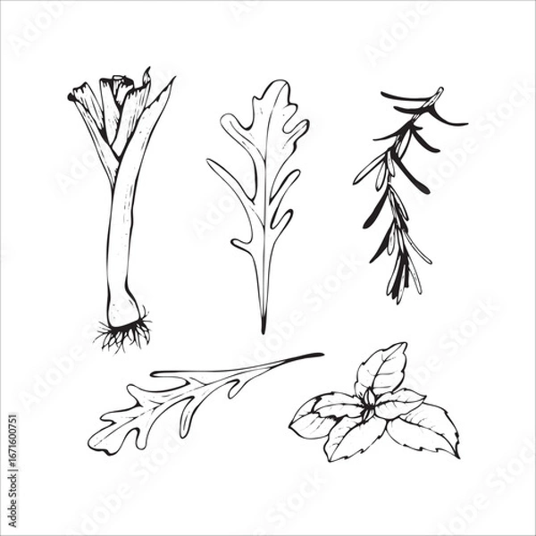 Fototapeta Herbs and Greens Hand Drawn Sketch Set