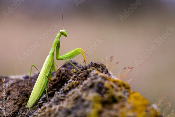 Obraz Gottesanbeterin (Mantis Religiosa)