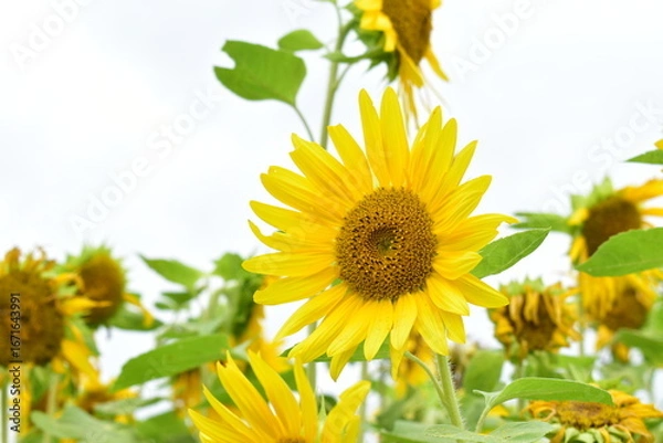 Obraz ひまわりの花