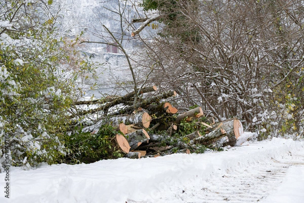 Obraz Firewood and cut logs on a snowy winter day