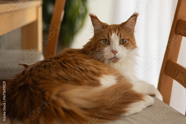 Obraz Fluffy ginger and white cat resting on a chair