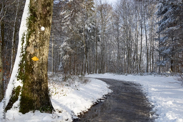 Fototapeta Peaceful winding path in a snowy forest
