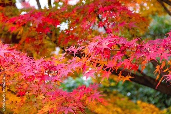 Obraz 鮮やかな紅葉