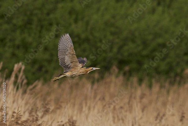 Fototapeta Bittern (Botaurus Stellaris) flying over the reedbeds of the Somerset Levels in Somerset, United Kingdom.