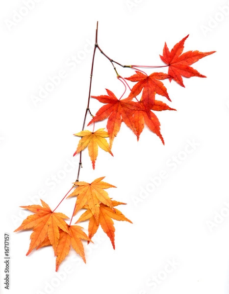 Obraz 紅葉のイロハモミジ