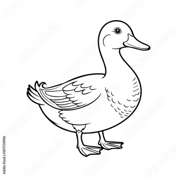 Obraz Duck coloring book page vector art illustration line art 