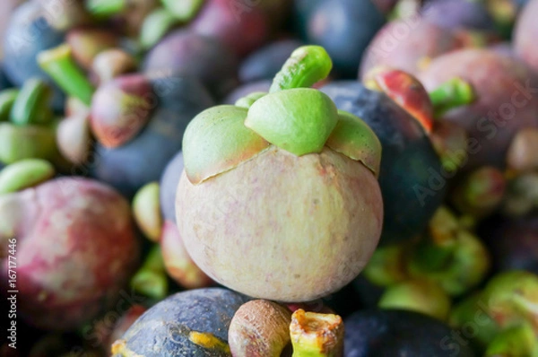 Obraz Unripe Mangosteen , selective focus