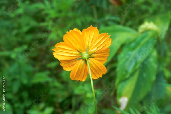 Obraz Behind of Yellow Cosmos with water drop on it, selective focus