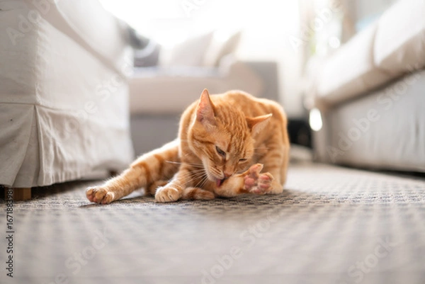 Fototapeta brown tabby cat with green eyes lying on the carpet licks its paw