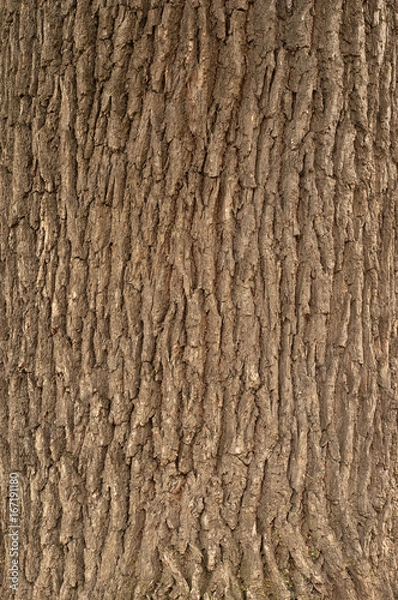 Obraz Embossed texture of the bark of oak.