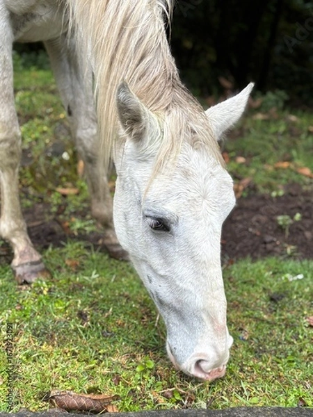 Fototapeta Caballo blanco pastando