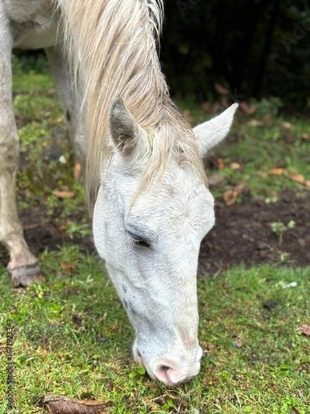 Obraz Caballo blanco comiendo
