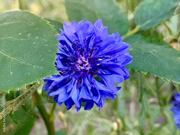 Obraz Blue cornflower (Centaurea cyanus) in the garden