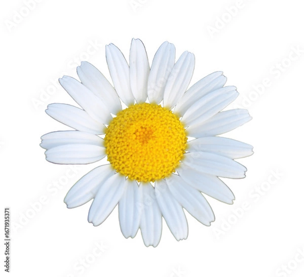 Obraz  white daisy png