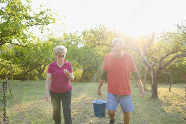 Fototapeta Elderly people picking apples from tree, man holding bucket and reaching for apples. Sunny day at the orchard.