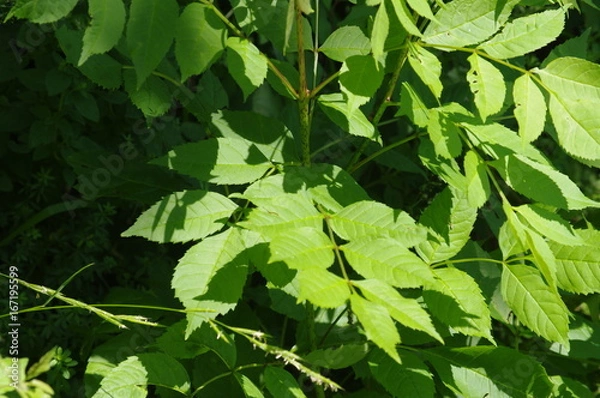 Obraz nature de bourgogne