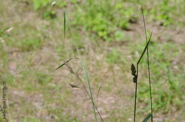 Obraz nature de bourgogne