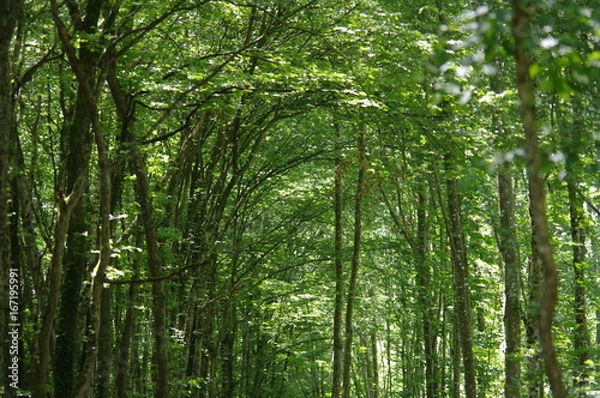 Obraz nature de bourgogne
