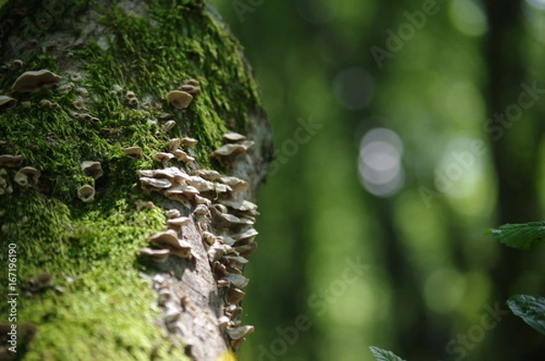 Obraz nature de bourgogne