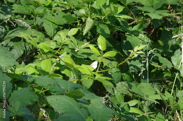 Obraz nature de bourgogne