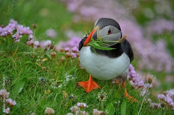 Fototapeta Puffin 8
