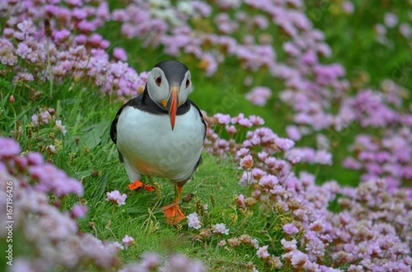 Fototapeta Puffin 5