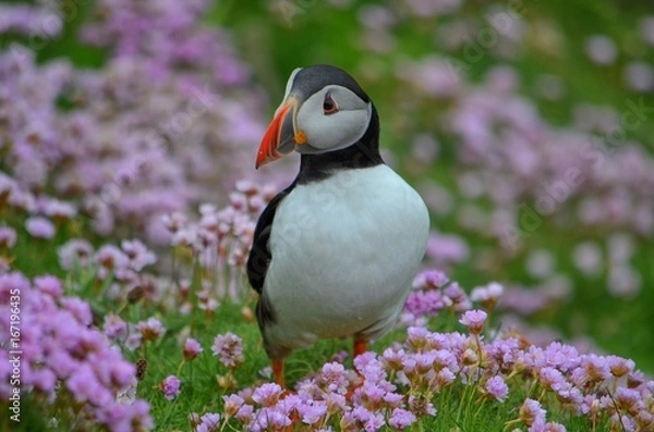 Fototapeta Puffin 4