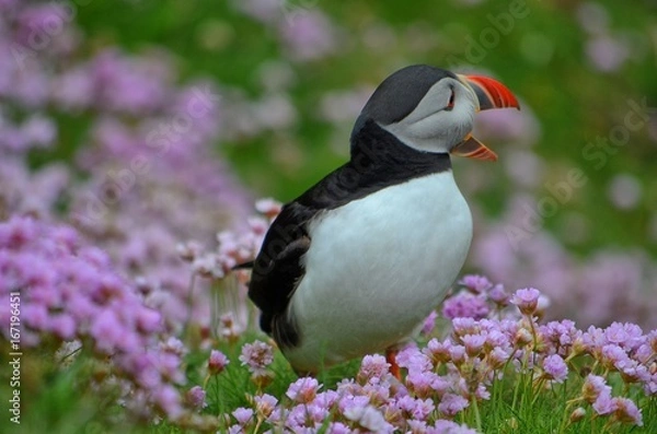Fototapeta Puffin 3