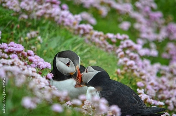 Fototapeta Puffin 2
