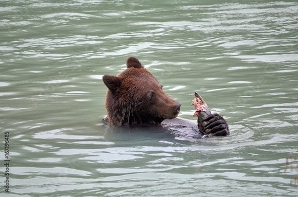 Fototapeta Grizzly 3