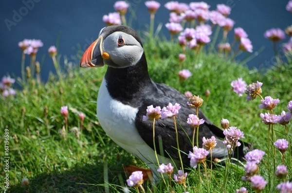Fototapeta Puffin 1