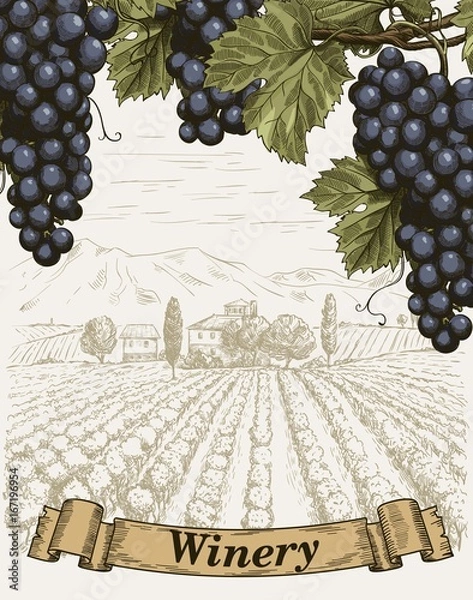Obraz Winemaking. Bunch of grapes on a vineyard background