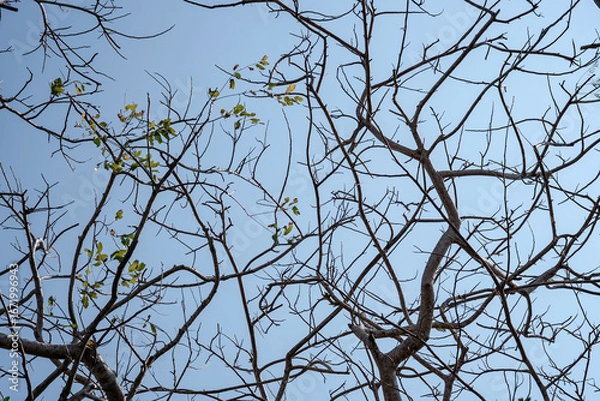 Obraz Intricate pattern of bare tree branches with a few green leaves against a clear blue sky. A minimalist, abstract nature background for the dry season.