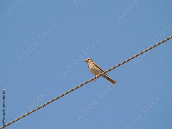 Obraz blue tit on a branch