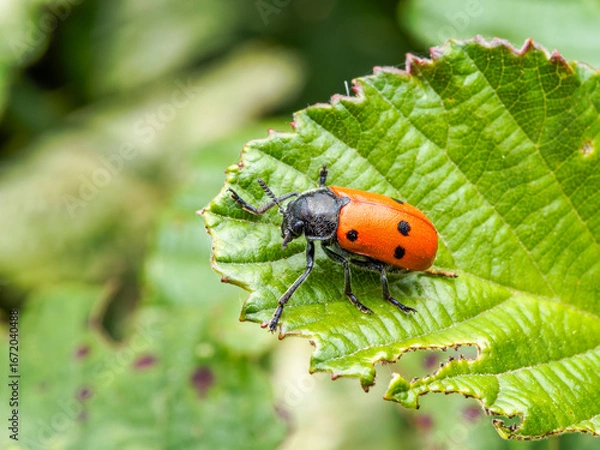 Fototapeta ladybird on a leaf